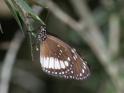 Euploea eichhorni (Eichhorn's Crow).jpg